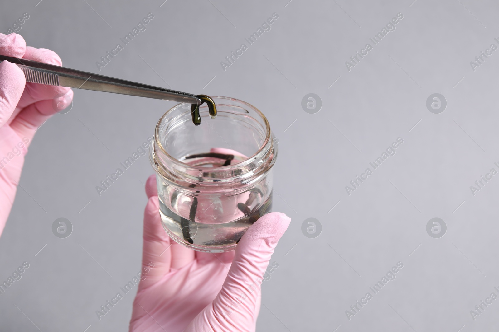 Photo of Woman taking medicinal leech from jar with tweezers on gray background, closeup. Space for text