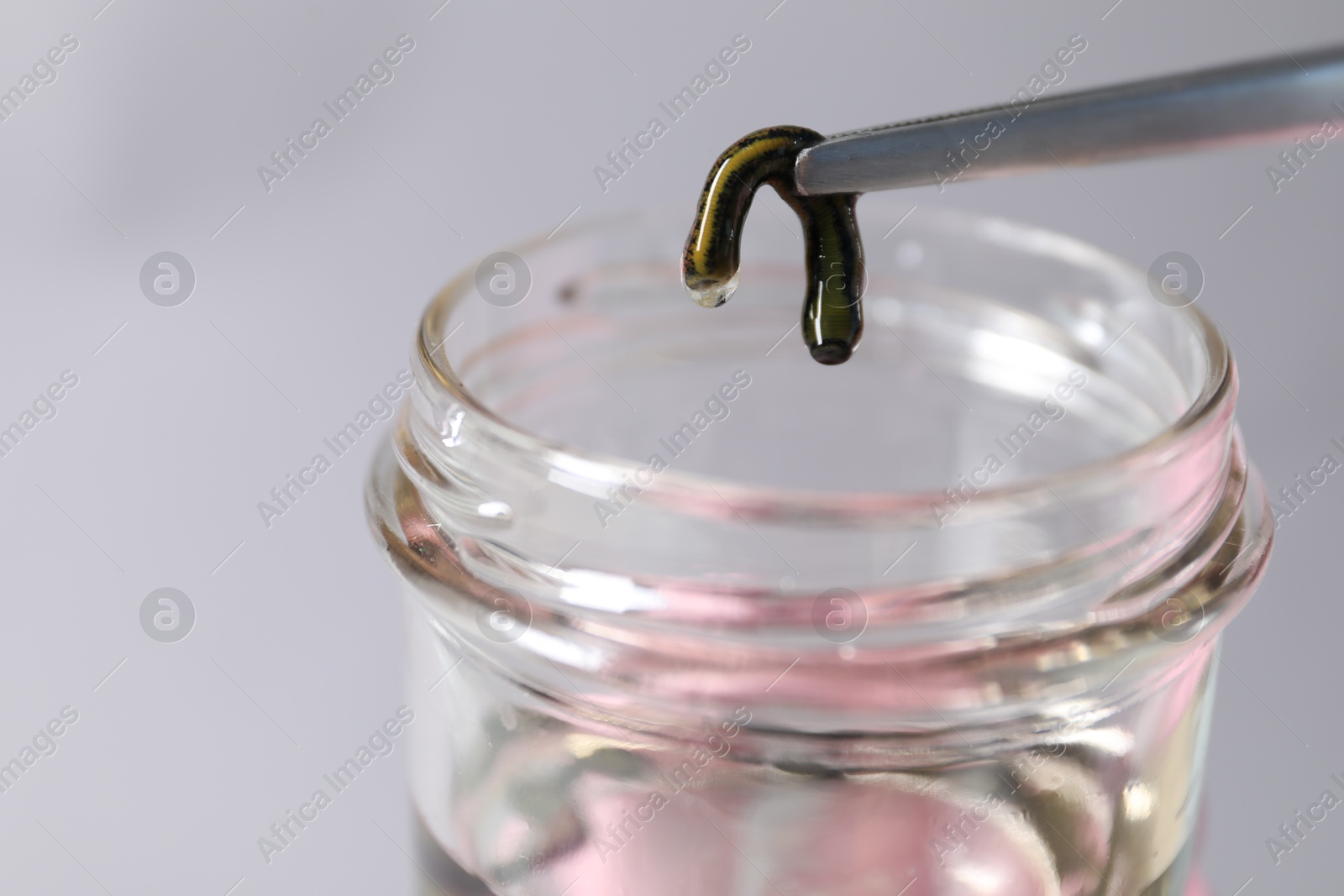 Photo of Taking medicinal leech from jar with tweezers on gray background, closeup