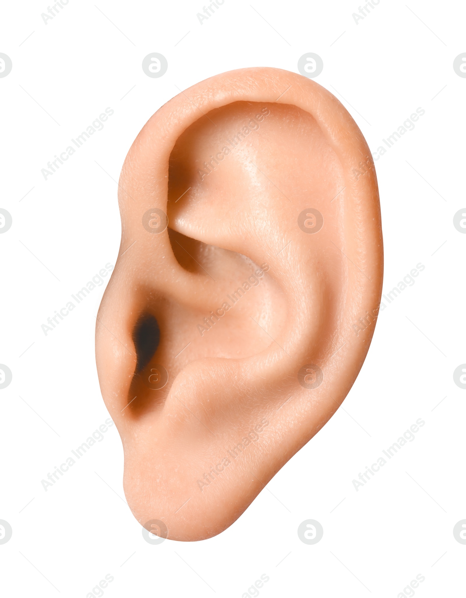 Photo of Woman on white background, closeup of ear