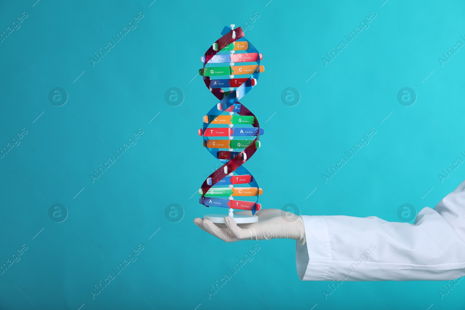 Photo of Scientist holding DNA structure model on light blue background, closeup