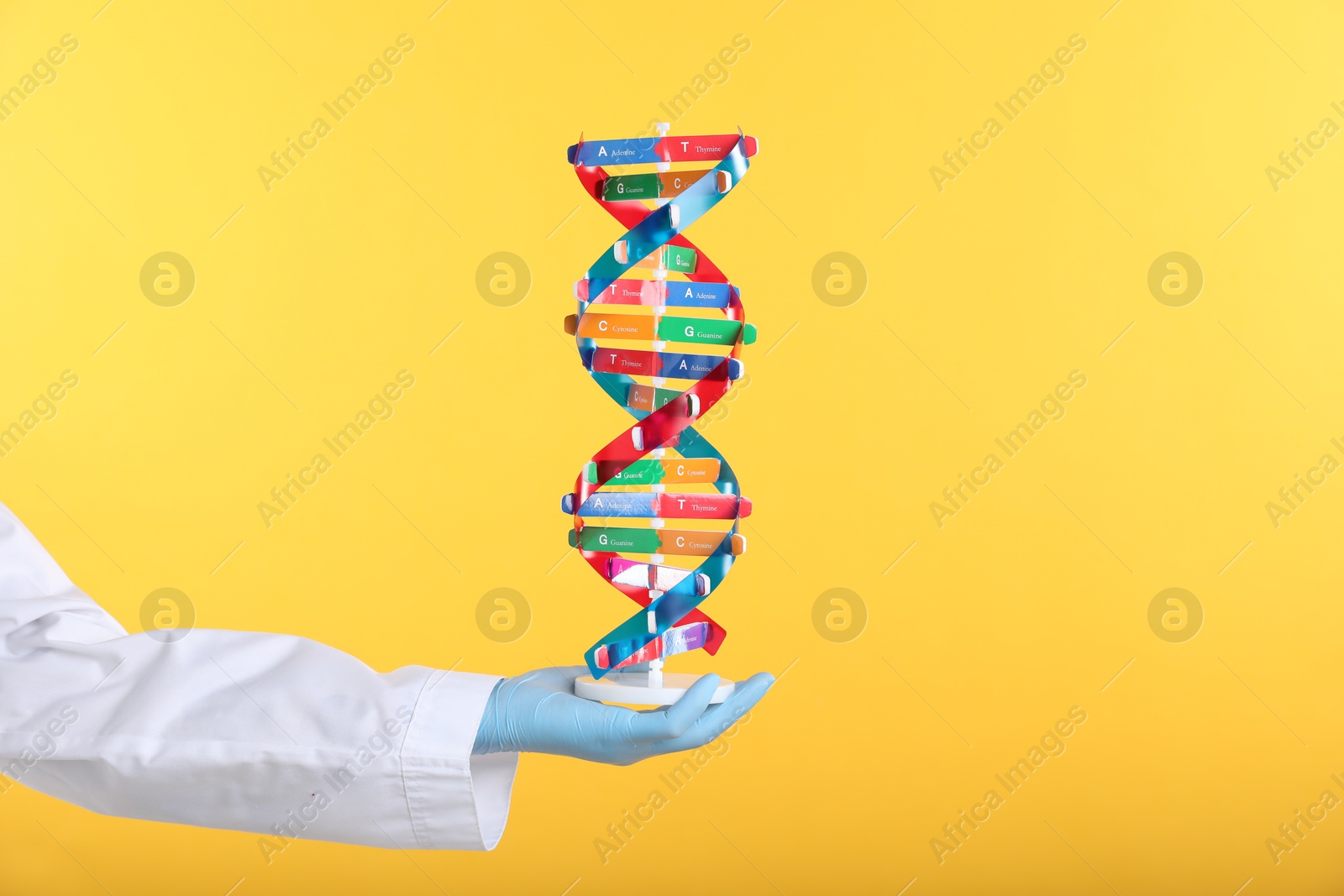 Photo of Scientist holding DNA structure model on yellow background, closeup