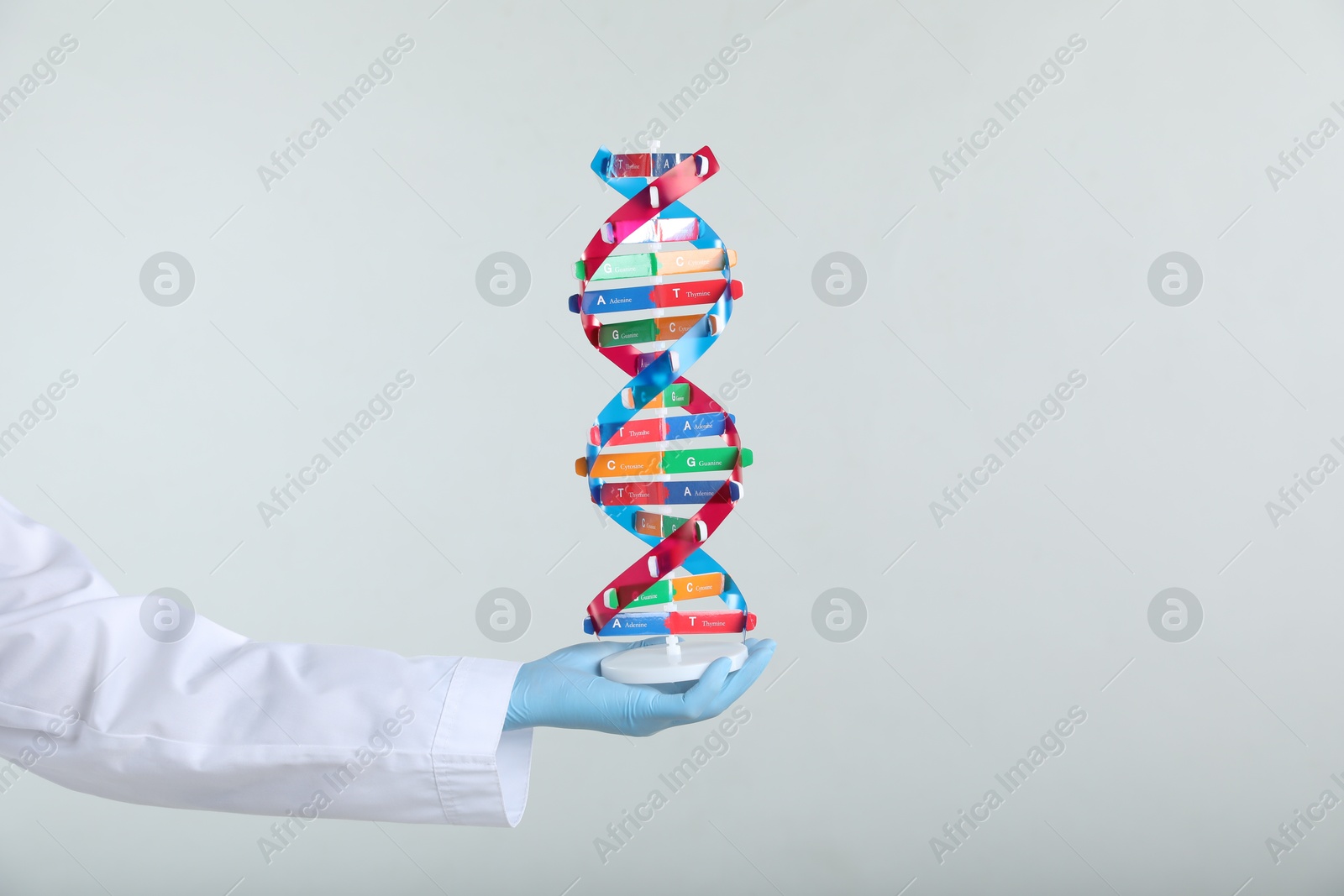 Photo of Scientist holding DNA structure model on white background, closeup