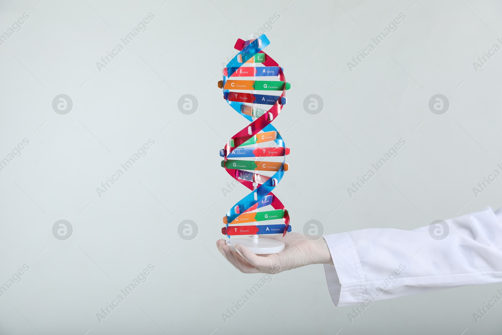 Photo of Scientist holding DNA structure model on white background, closeup