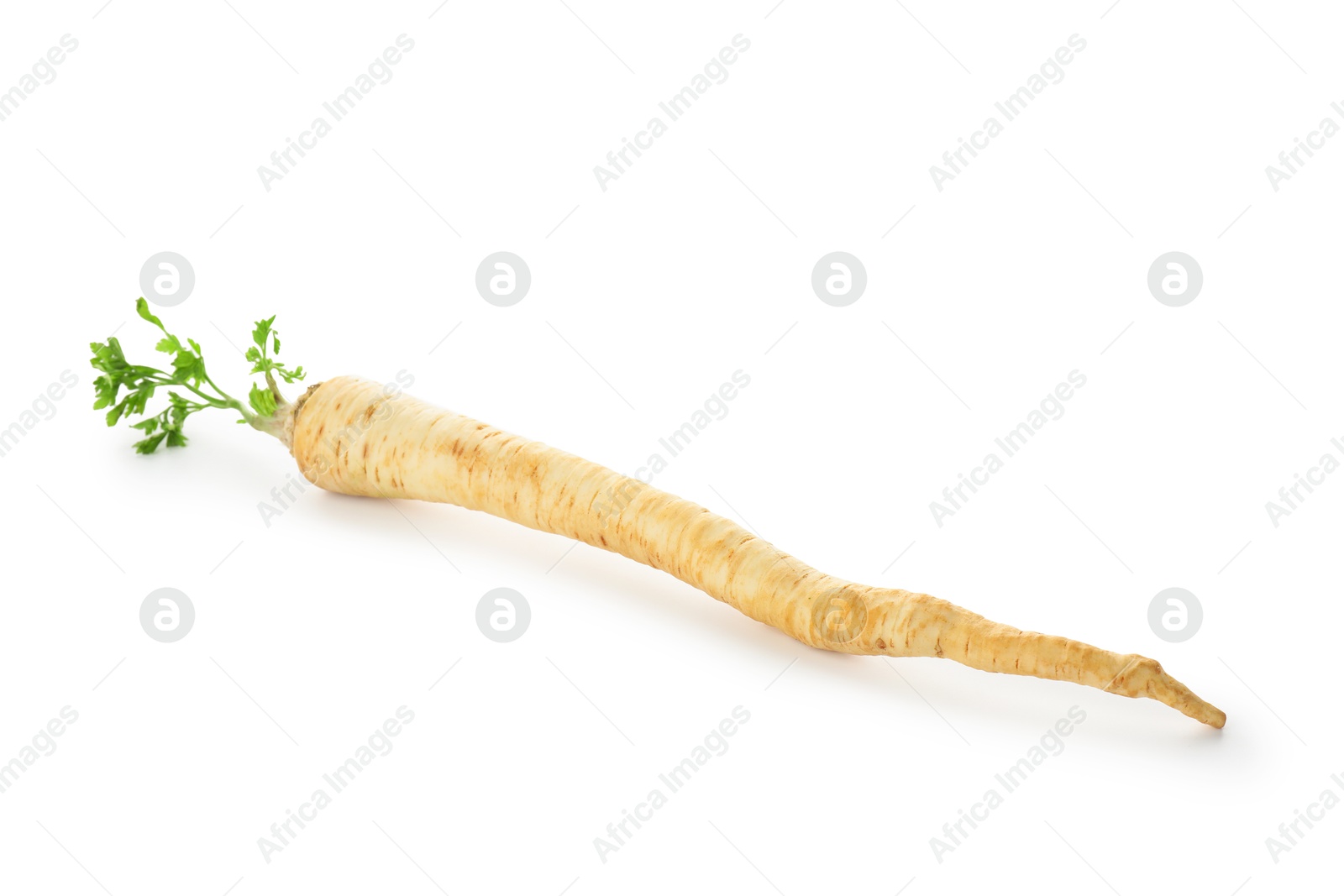 Photo of One fresh parsley root isolated on white