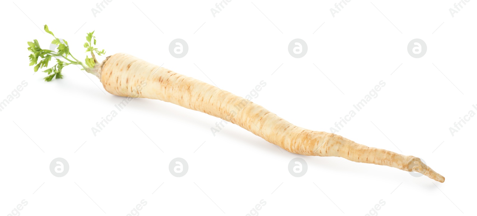 Photo of One fresh parsley root isolated on white