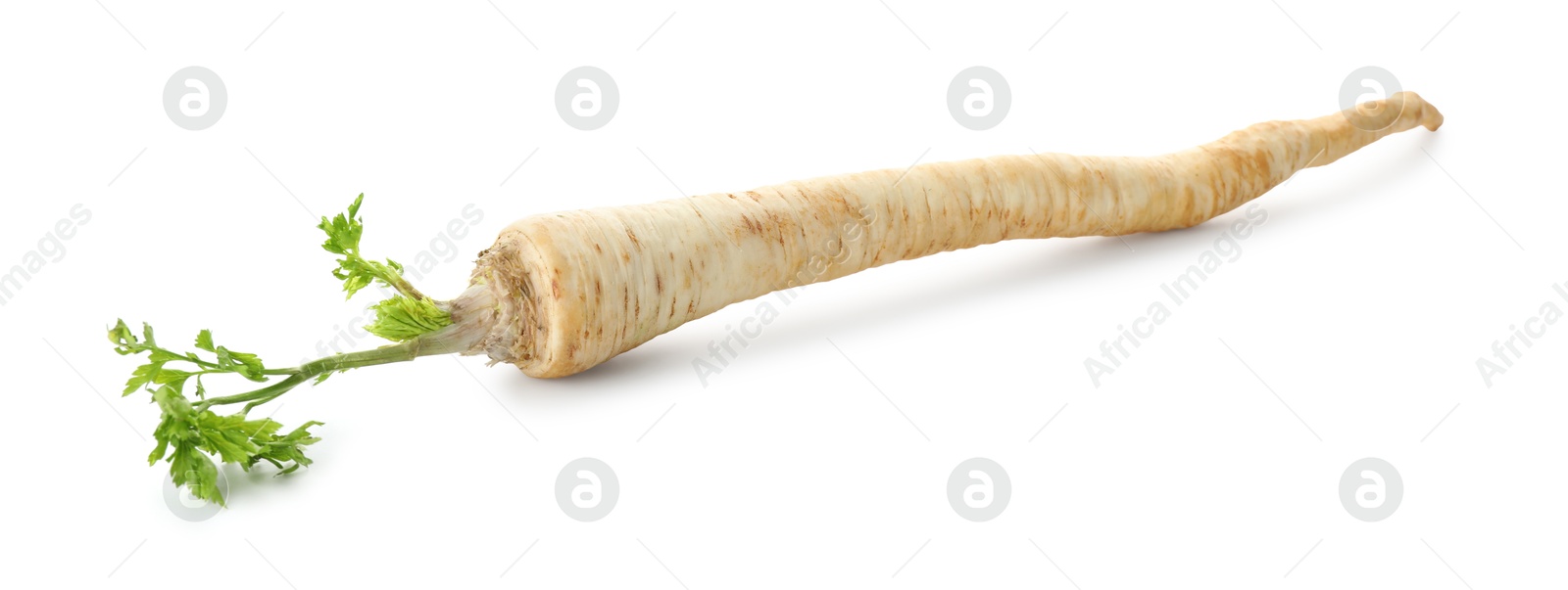 Photo of One fresh parsley root isolated on white