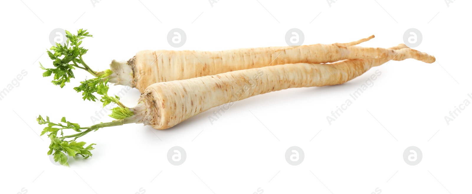 Photo of Two fresh parsley roots isolated on white