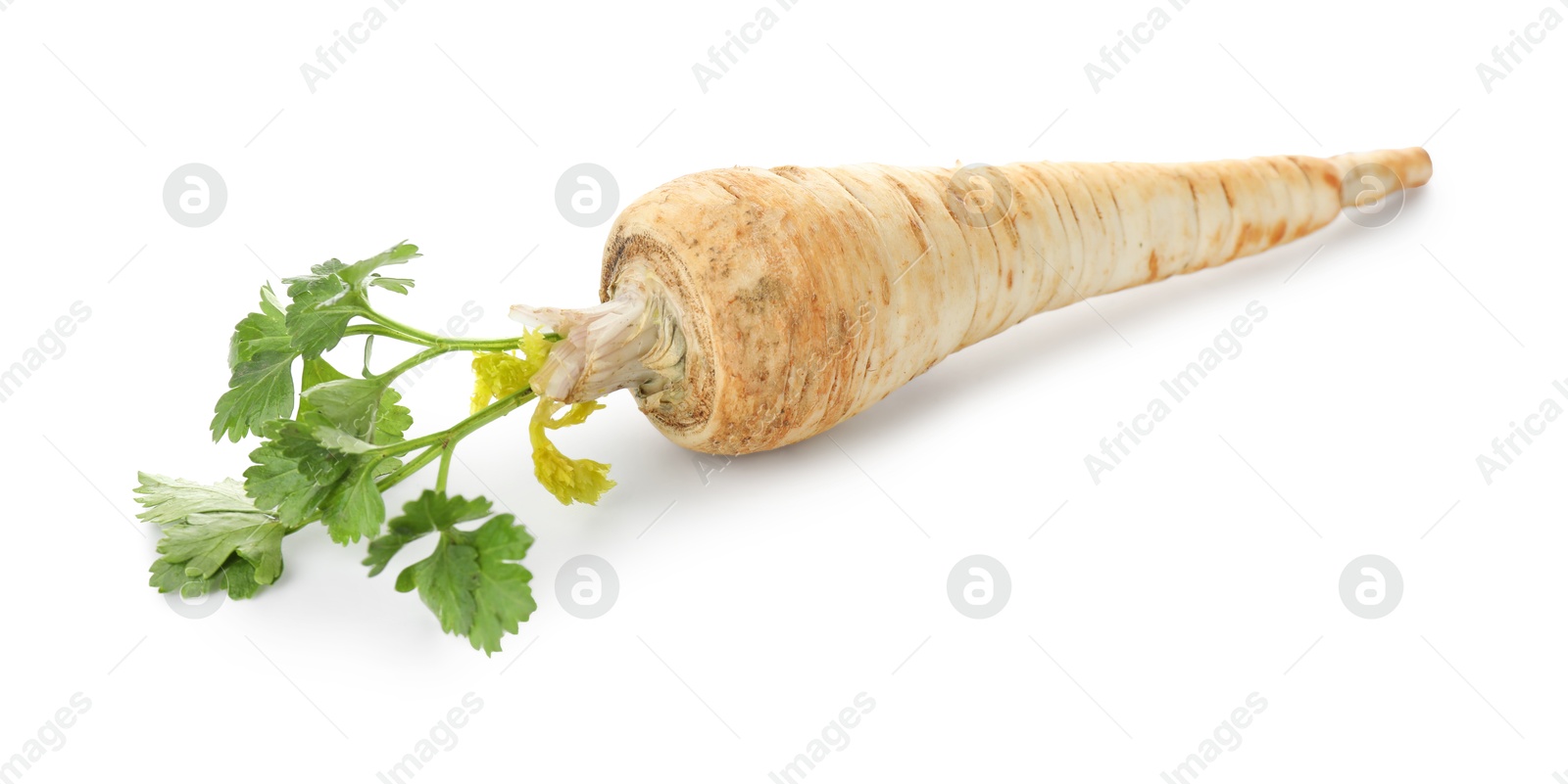 Photo of One fresh parsley root isolated on white