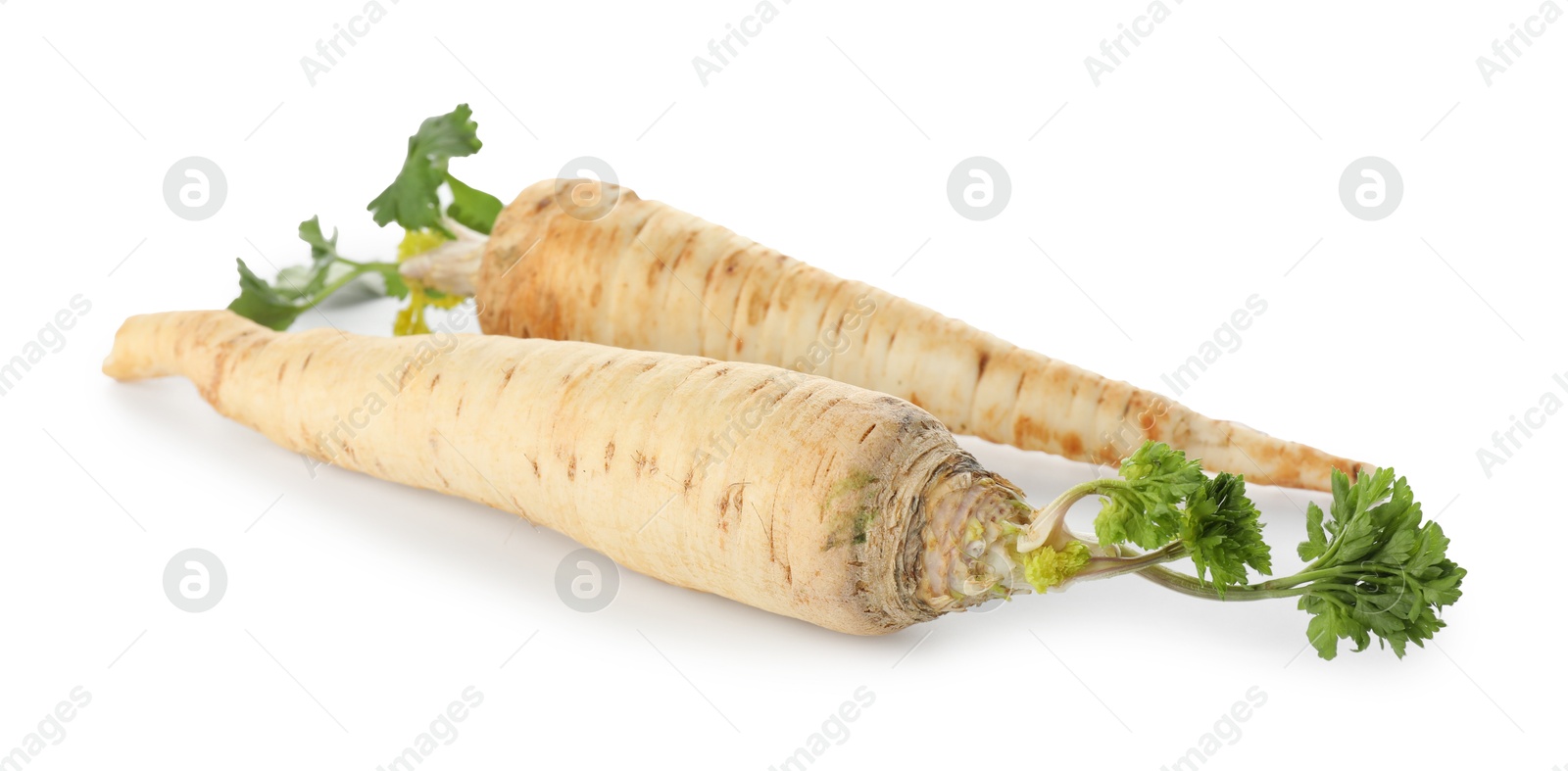 Photo of Two fresh parsley roots isolated on white