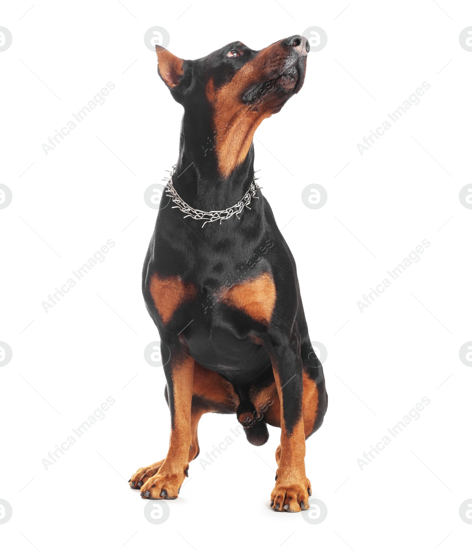 Adorable Doberman sitting on white background. Domestic pet Photo of Adorable Doberman sitting on white background. Domestic pet