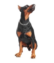 Photo of Adorable Doberman sitting on white background. Domestic pet