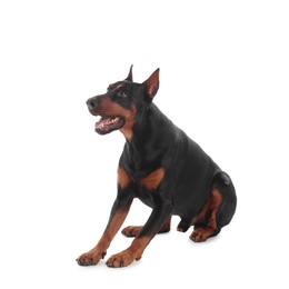 Photo of Adorable Doberman on white background. Domestic pet