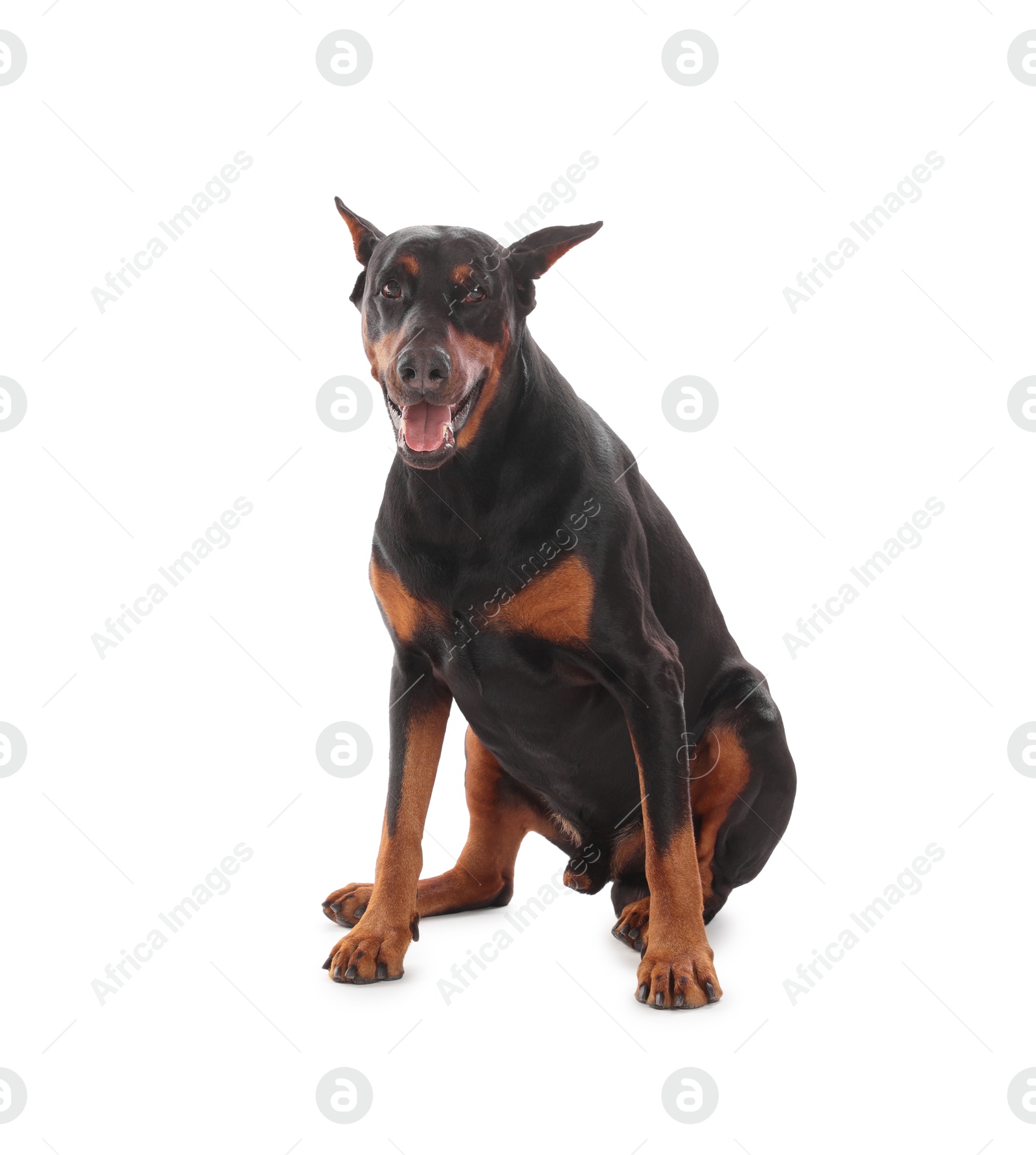 Adorable Doberman sitting on white background. Domestic pet Photo of Adorable Doberman sitting on white background. Domestic pet