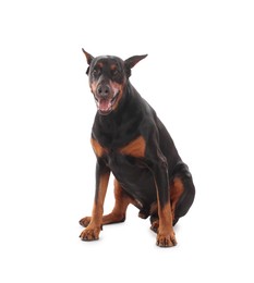 Photo of Adorable Doberman sitting on white background. Domestic pet