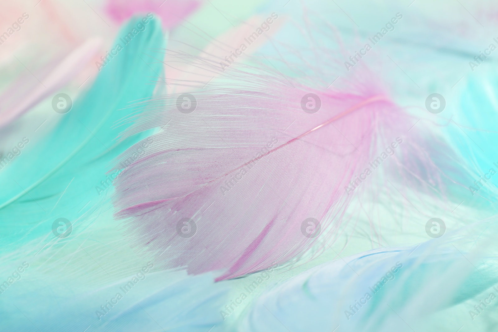 Photo of Many beautiful feathers as background, closeup view