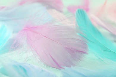 Photo of Many beautiful feathers as background, closeup view