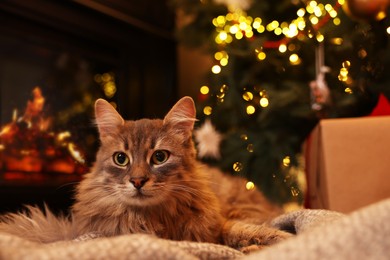 Photo of Cute fluffy cat on blanket in room decorated for Christmas