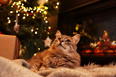 Photo of Cute fluffy cat on blanket in room decorated for Christmas