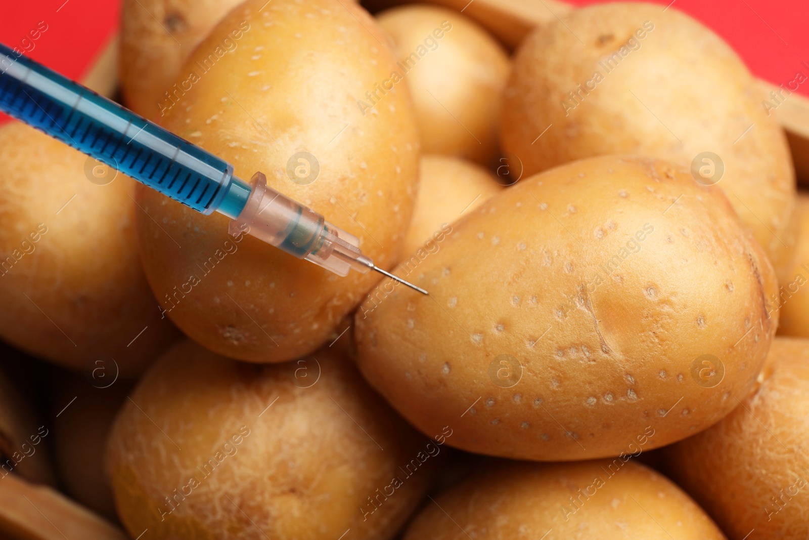 Photo of GMO concept. Injecting potato with syringe on red background, closeup