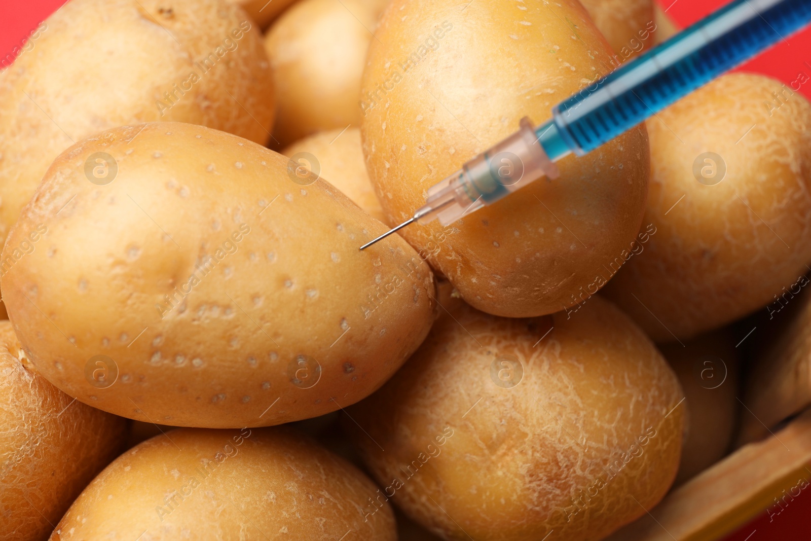 Photo of GMO concept. Injecting potato with syringe on red background, closeup