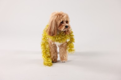 Photo of Cute dog with shiny tinsel on white background