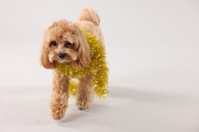 Photo of Cute dog with shiny tinsel on white background. Space for text