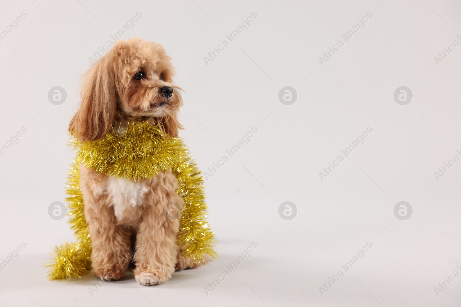 Photo of Cute dog with shiny tinsel on white background. Space for text