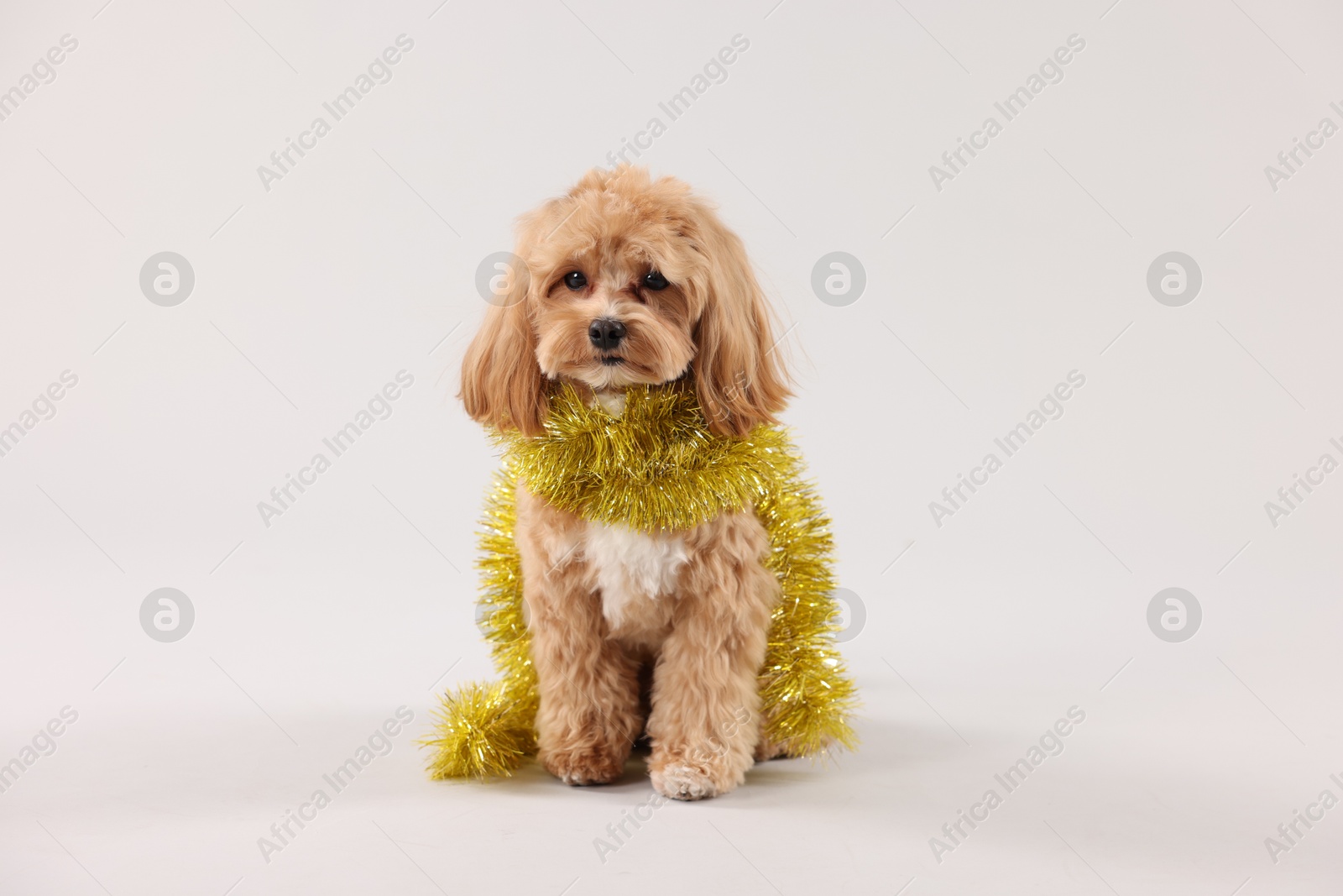 Photo of Cute dog with shiny tinsel on white background