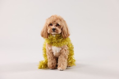 Photo of Cute dog with shiny tinsel on white background