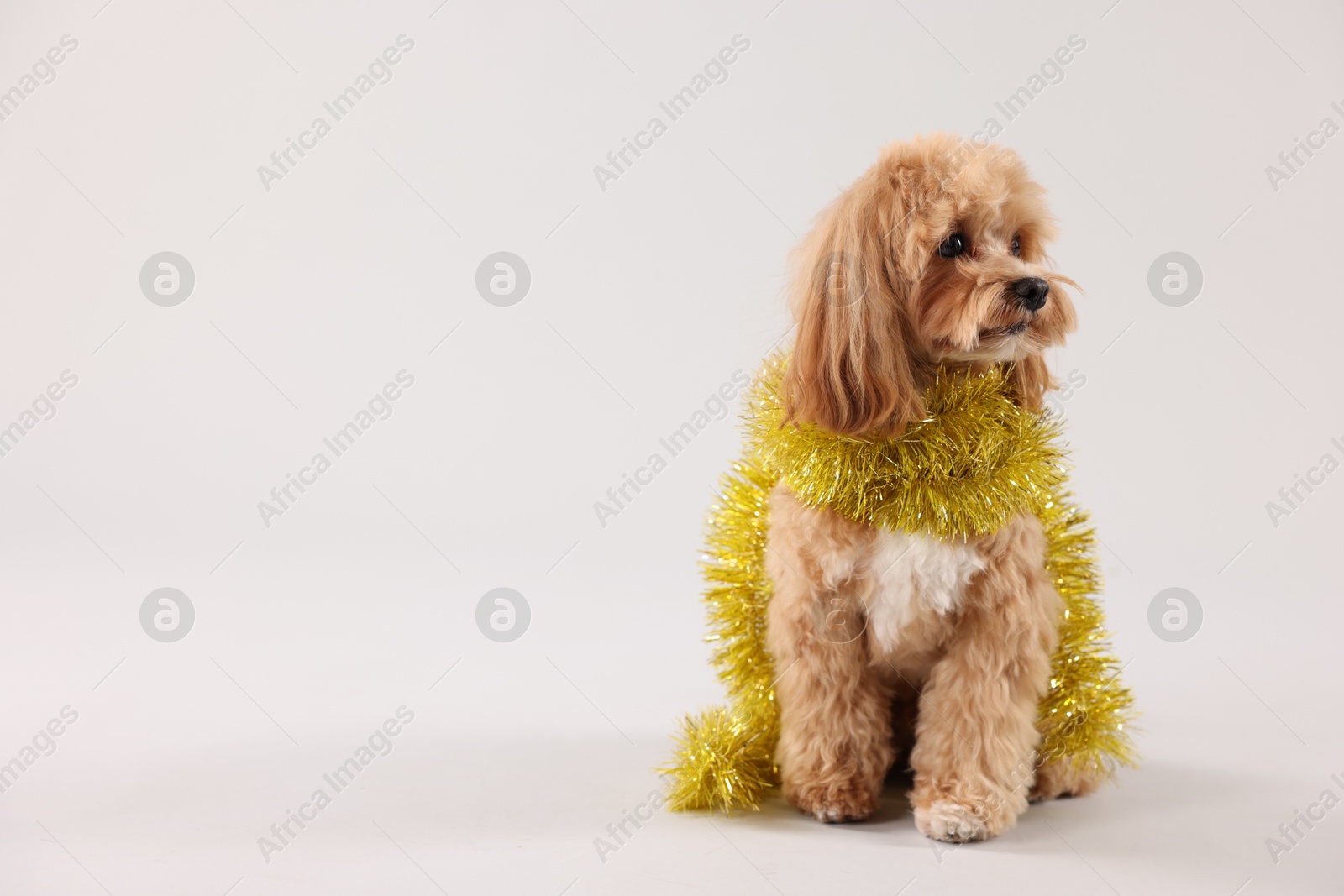 Photo of Cute dog with shiny tinsel on white background. Space for text