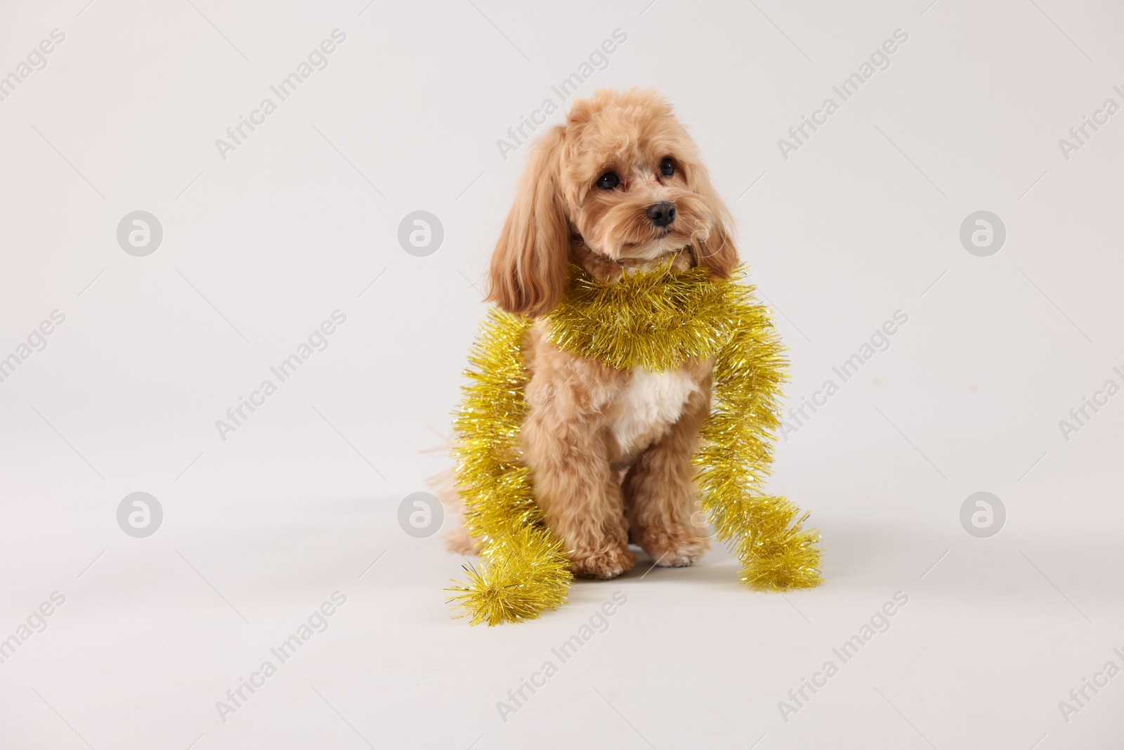 Photo of Cute dog with shiny tinsel on white background