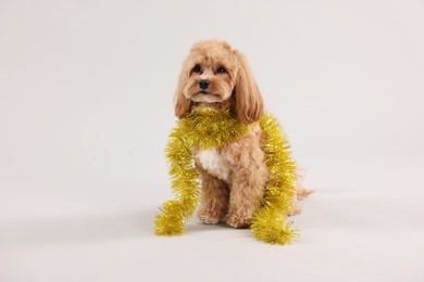 Photo of Cute dog with shiny tinsel on white background