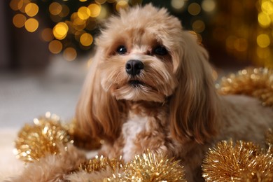 Photo of Cute dog with shiny tinsels against blurred lights, closeup