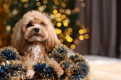 Photo of Cute dog with shiny tinsels on floor against blurred lights. Space for text