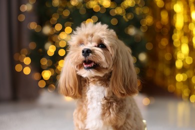 Photo of Portrait of cute dog against blurred lights