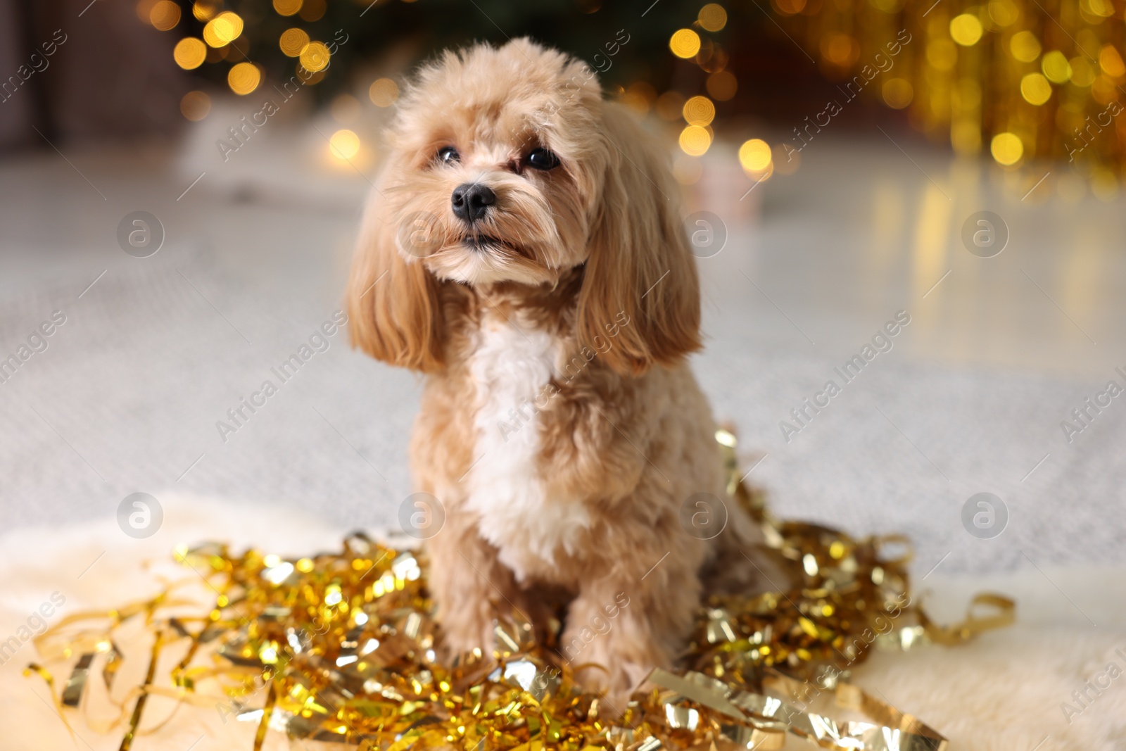 Photo of Cute dog with pile of shiny tinsels on floor against blurred lights