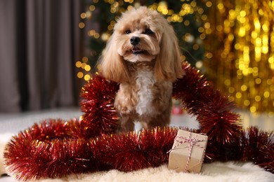 Photo of Cute dog with shiny tinsel and gift box on floor against blurred lights