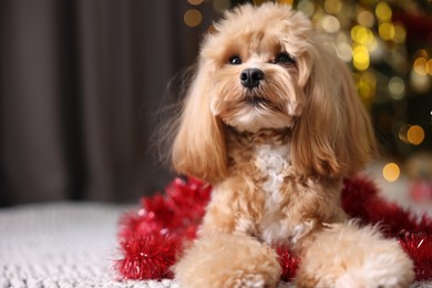 Photo of Cute dog with shiny tinsel on floor against blurred lights. Space for text