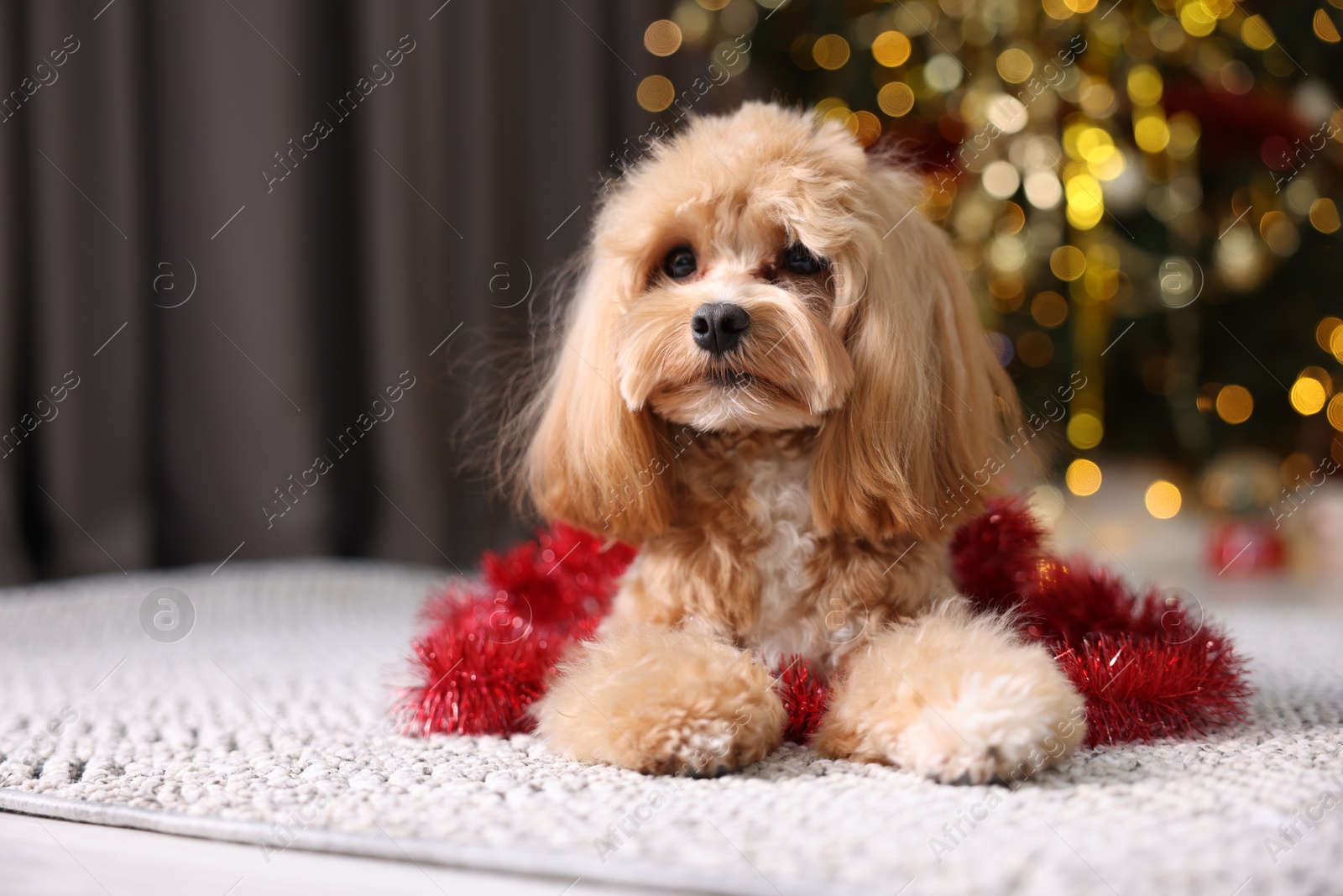 Photo of Cute dog with shiny tinsel on floor against blurred lights. Space for text