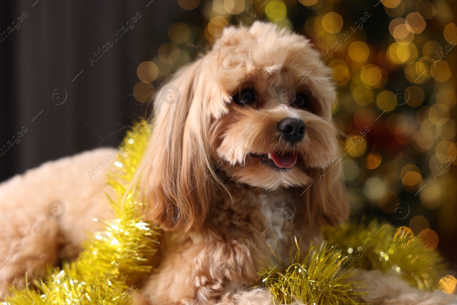 Photo of Cute dog with shiny tinsel against blurred lights, closeup