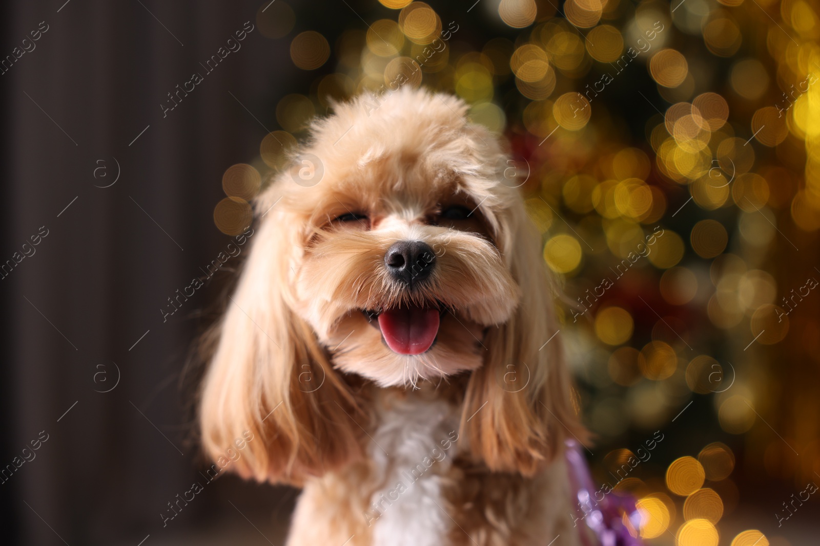 Photo of Portrait of cute dog against blurred lights