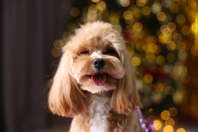 Photo of Portrait of cute dog against blurred lights