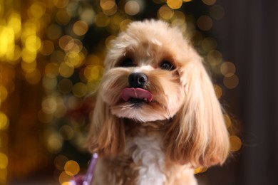 Photo of Portrait of cute dog against blurred lights