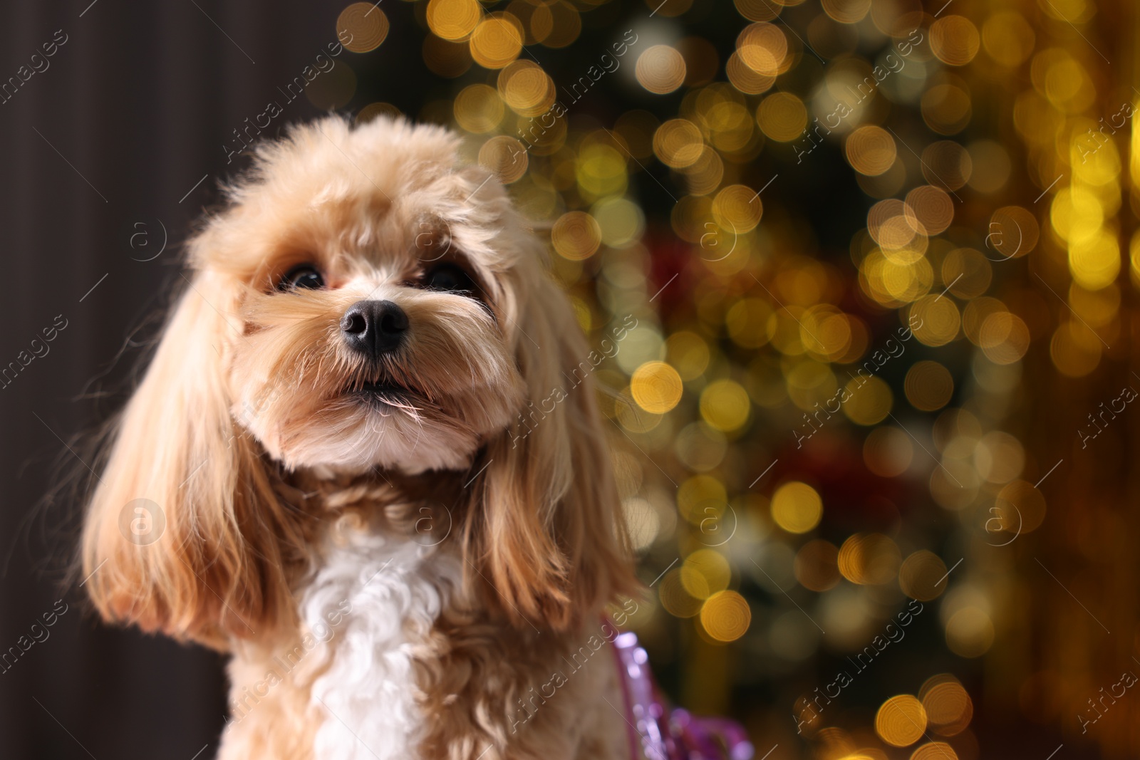 Photo of Portrait of cute dog against blurred lights. Space for text