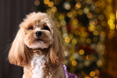 Photo of Portrait of cute dog against blurred lights. Space for text