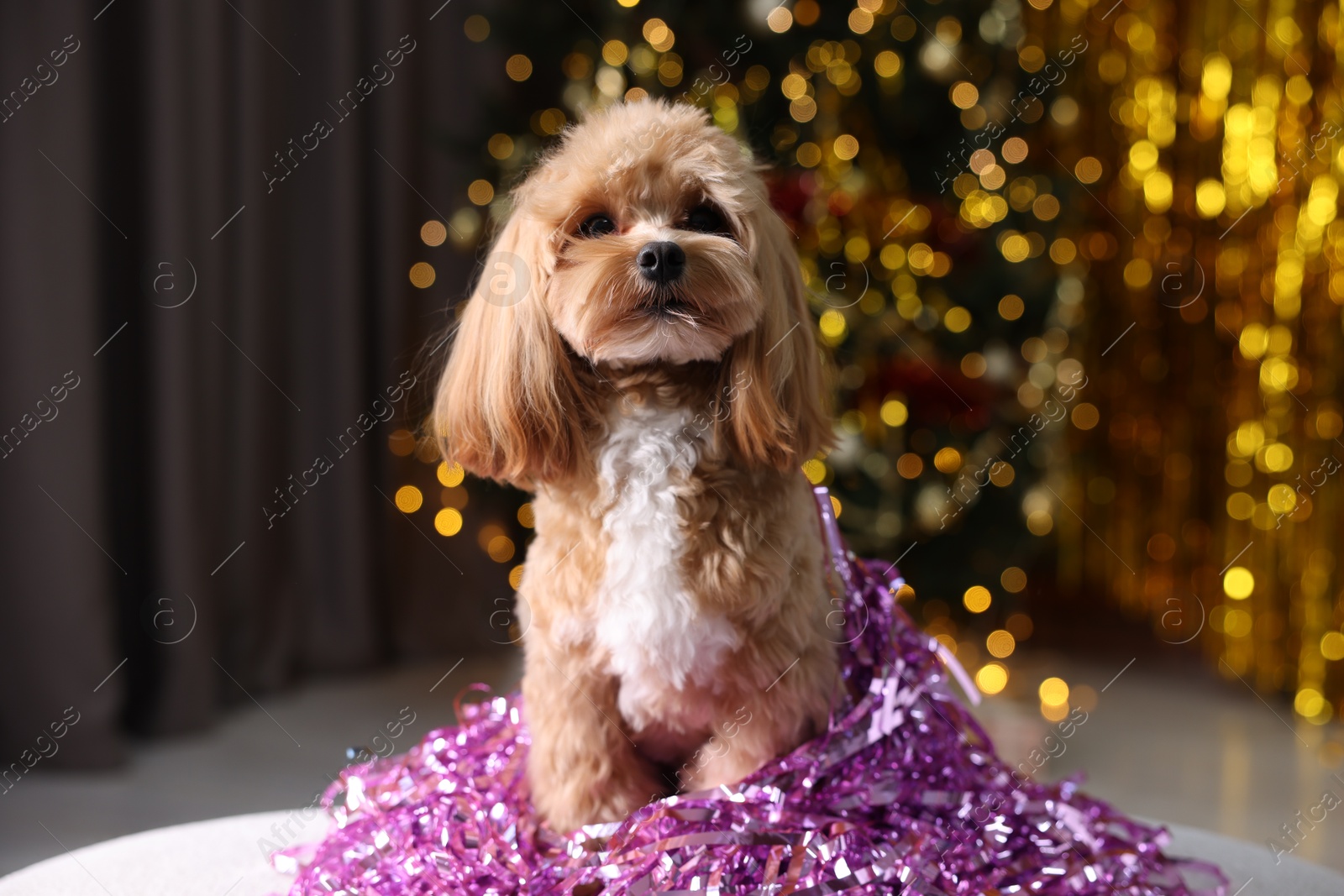 Photo of Cute dog with pile of shiny tinsels against blurred lights