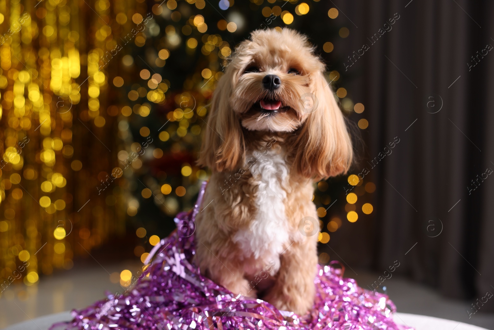 Photo of Cute dog with pile of shiny tinsels against blurred lights