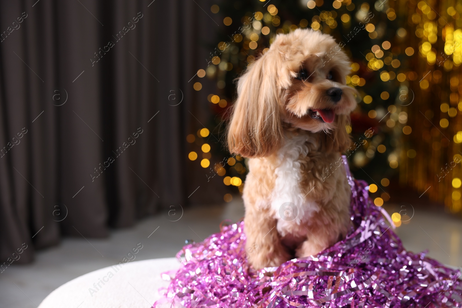 Photo of Cute dog with pile of shiny tinsels against blurred lights. Space for text