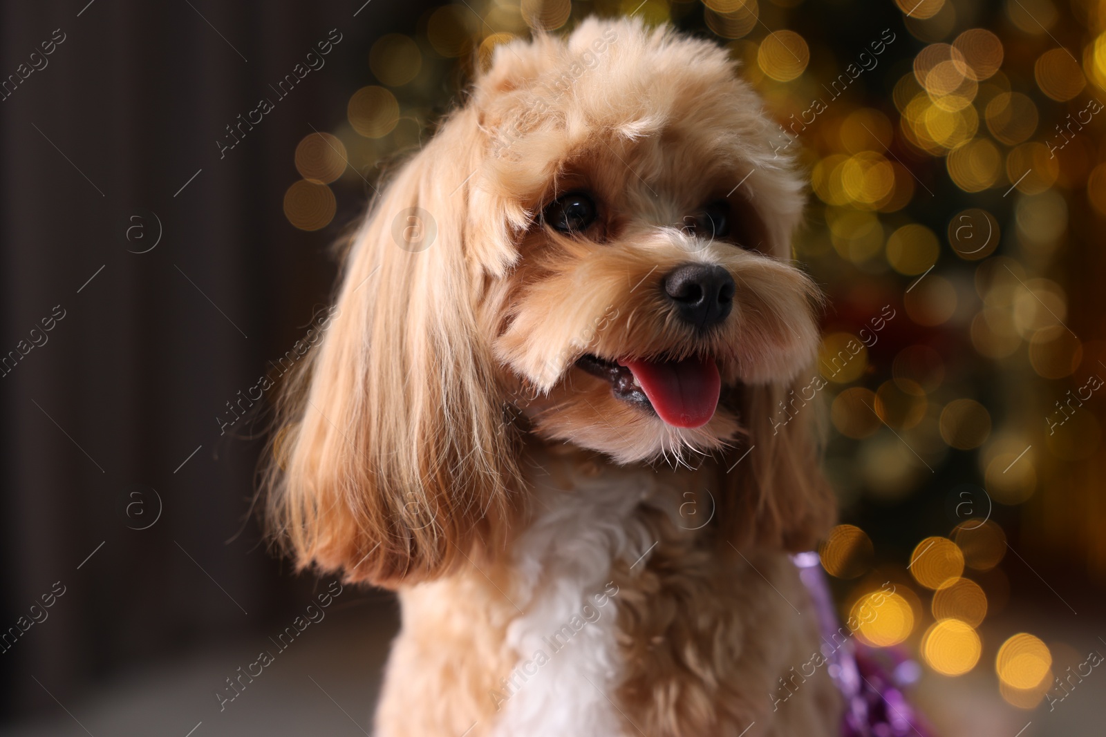 Photo of Portrait of cute dog against blurred lights, closeup