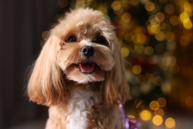 Photo of Portrait of cute dog against blurred lights, closeup